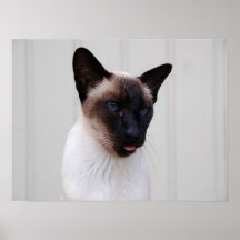 Cat Siamese Portrait Print