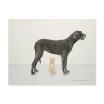 Cat sitting beneath Great Dane Postcards