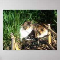 Cat Sitting in the grass Print
