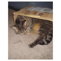Cat sleeping in box letterhead by staceybaakko Cat sleeping in box letterhead