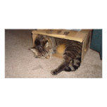 Cat sleeping in box custom photo card