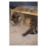 Cat sleeping in box stationery