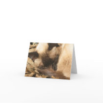 Cat Sleeping in the Sun Note Card