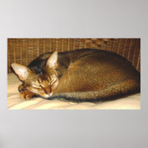 Cat Sleeping in Wicker Chair Posters
