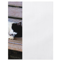 Cat Sleeping on Bench Flyer Design