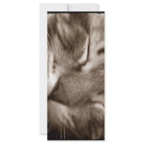 cat sleeping rack cards by pinkypetals cat sleeping rack cards
