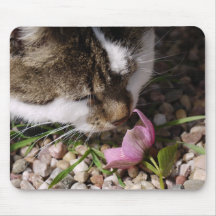 beagle sniffing flower