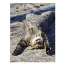 Cat Sprawled on its Back Post Cards
