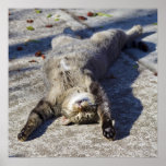 Cat Sprawled on its Back Poster