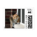Cat stamp