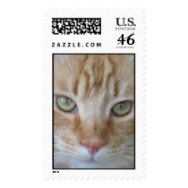 Cat Stamp