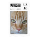 Cat Stamp