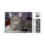 Cat Stamps!