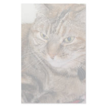 Cat stationery by DonnaGrayson_Photos Cat stationery