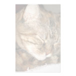 Cat stationery