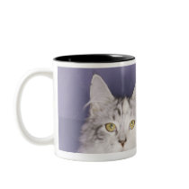 Cat stepping into high heel coffee mug