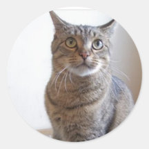Cat sticker