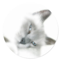 Cat Stickers