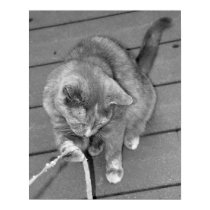 Cat & String posters