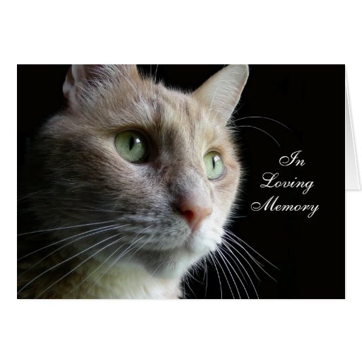 cat-sympathy-card-zazzle