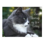 Cat Thinking of You card or any occasion Postcard