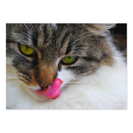 Cat Tongue Photograph Business Cards (front side)