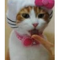 cat t-shirts by Razzeldazzle44 cat t-shirts