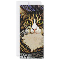 Cat under a sheet rack cards