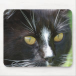 Cat Up Close Mousepad