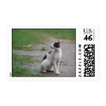 CAT USPS FIRST-CLASS STAMP