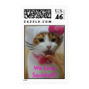 cat, We Love Squishy!!! postage by Razzeldazzle44 cat, We Love Squishy!!! postage