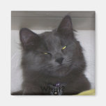 Cat, What? Magnet