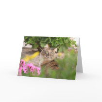 Cat with Geranium cards by 3kitty Cat with Geranium cards