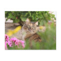 Cat with Geranium postcards by 3kitty Cat with Geranium postcards