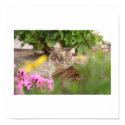 Cat with Geranium posters by 3kitty Cat with Geranium posters