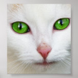 Cat with Green Eyes
