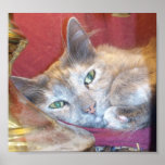 Cat With Lamp Canvas Poster