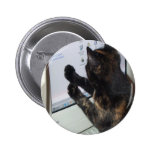 Cat with PC Pins