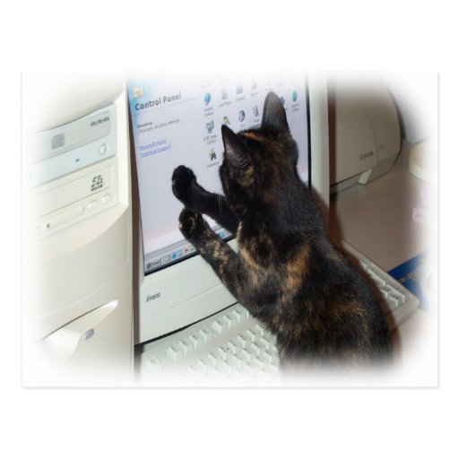 Cat with PC Post Cards