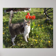 Cat With Tulips Posters