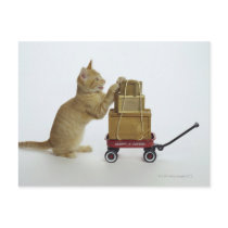 Cat with wagon and boxes post cards