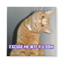 cat wtf magnet