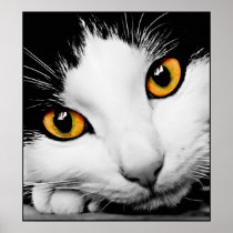 Cat Yellow Eyes posters