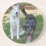 Catahoula and Ausky Dog Buddies Beverage Coasters
