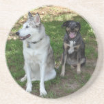 Catahoula and Ausky Dog Buddies Coasters