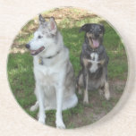 Catahoula and Ausky Dog Friendship Beverage Coaster