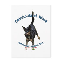 Catahoula Dog at Work Post Card