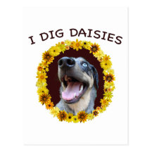 Catahoula Dog Digs Daisies Post Card