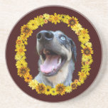 Catahoula Dog Yellow Daisies Flowers Coasters