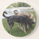 Catahoula Leopard Dog and Ausky Dog Sniffing Coaster